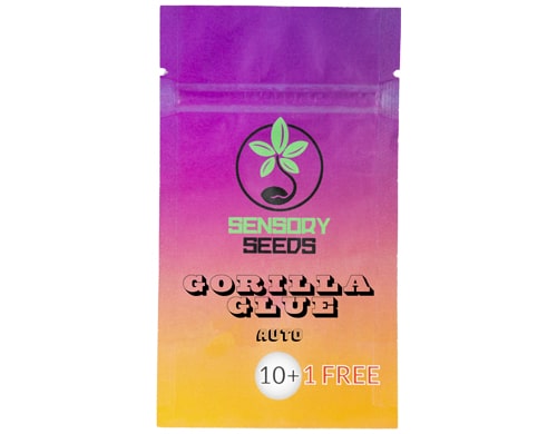 semi-di-cannabis-sfusi-autofiorenti-gorilla-glue-4. semi di cannabis sfusi gorilla glue 4