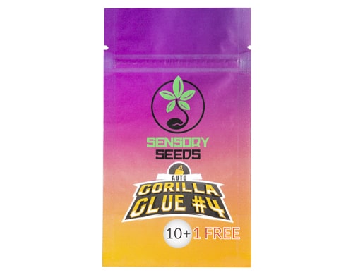 semi-di-cannabis-sfusi-autofiorenti-gorilla-glue-4 semi di cannabis sfusi gorilla glue 4