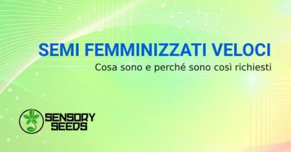 semi femminizzati veloci di cannabis