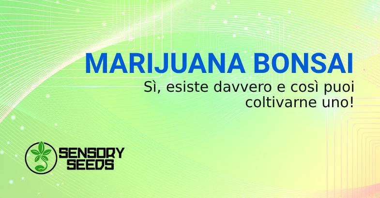 COME COLTIVARE MARIJUANA BONSAI CON AUTOFIORENTI NANE