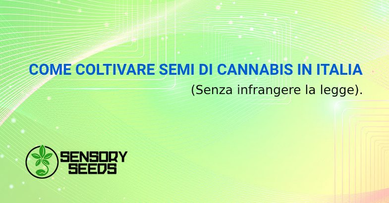 Come coltivare semi di cannabis in Italia