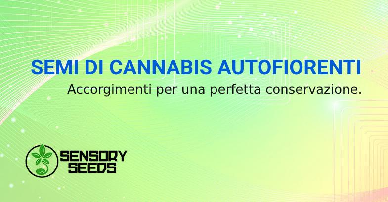 Semi di cannabis autofiorenti conservazione corretta