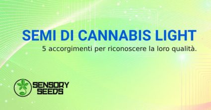 identificare Semi di cannabis light di qualità