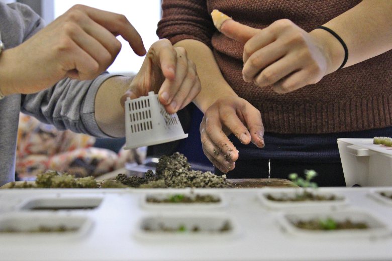 serra idroponica e semi di cannabis