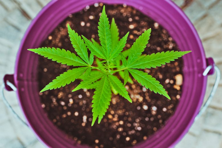low stress training e semi di cannabis