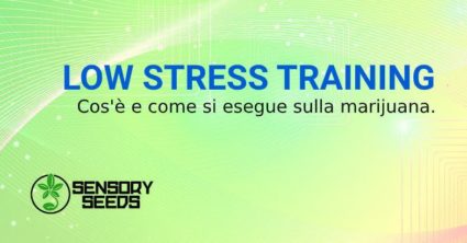 low stress training e semi di marijuana