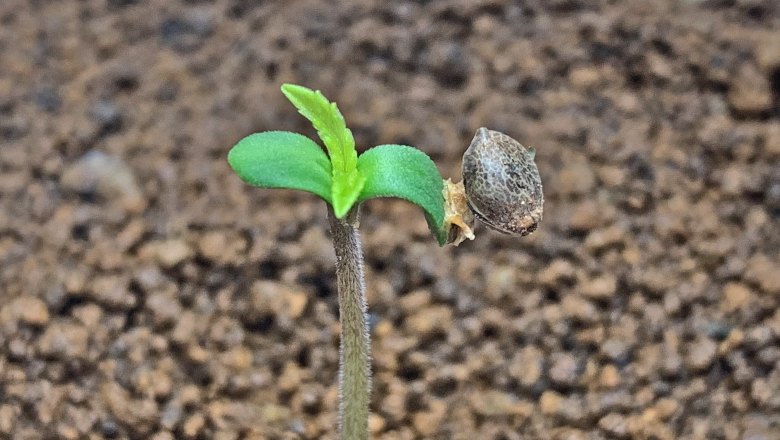 mettere a dimora i semi di marijuana in italia