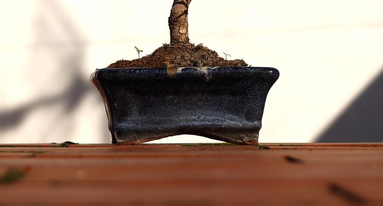 vaso per coltivare bonsai dai semi di cannabis