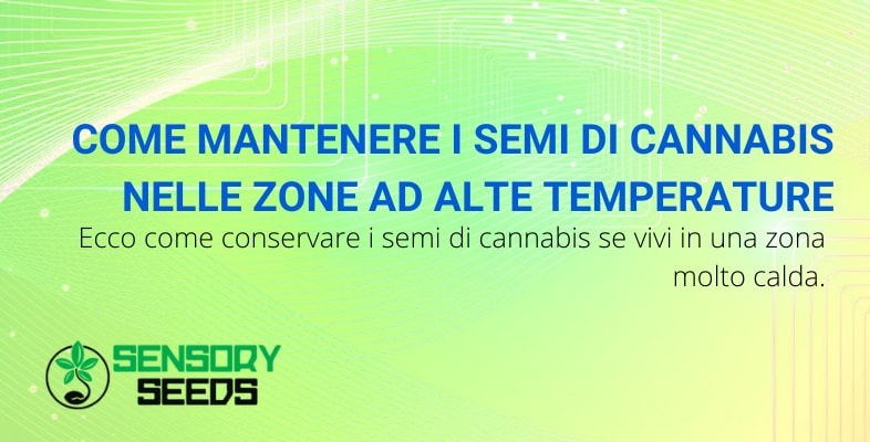 Come mantenere i semi di cannabis nelle zone ad alte temperature