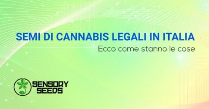 SEMI DI CANNABIS LEGALI IN ITALIA