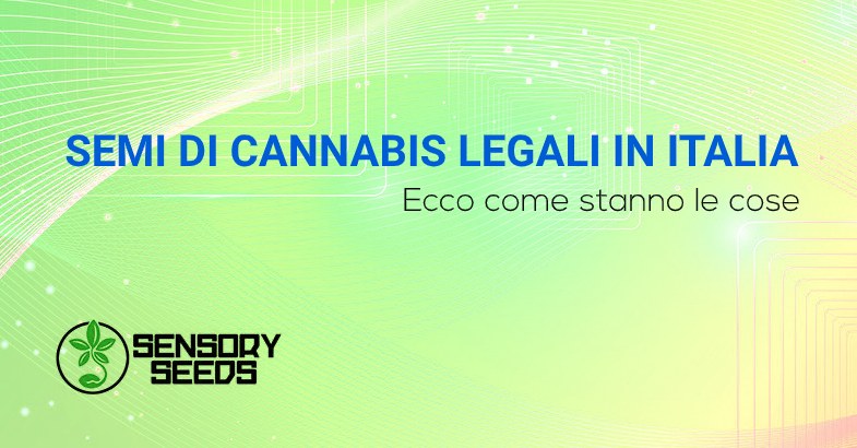 SEMI DI CANNABIS LEGALI IN ITALIA