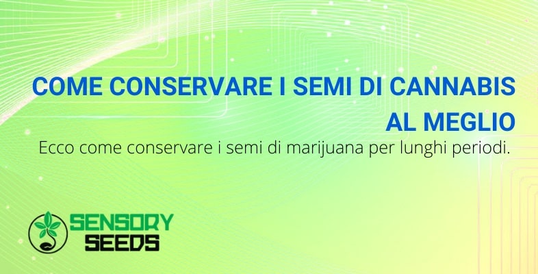 Semi di marijuana: conservazione