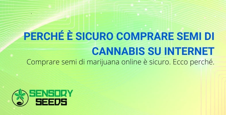 Scopri perché è sicuro comprare semi di cannabis online