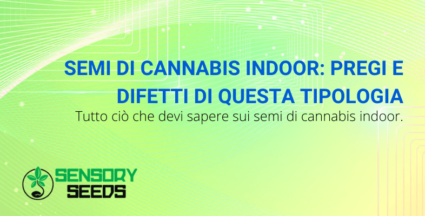 semi di cannabis indoor