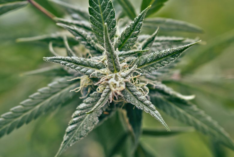 collezione di semi di marijuana più cari