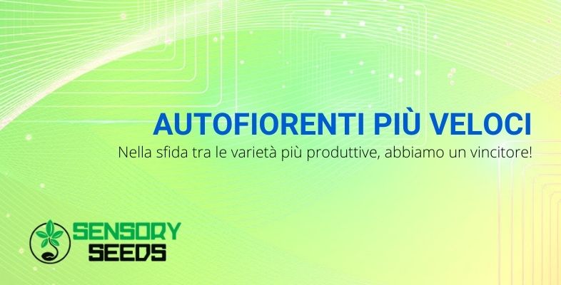 Autofiorenti più veloci: nella sfida tra le varietà più produttive, abbiamo un vincitore!