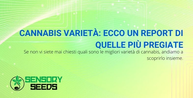 Cannabis varietà: ecco un report di quelle più pregiate