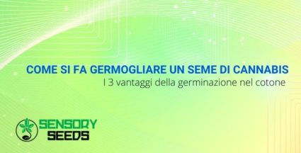 Come si fa germogliare un seme di cannabis: i 3 vantaggi della germinazione nel cotone.