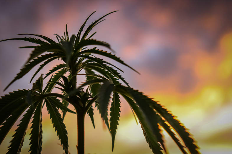 foglie di marijuana
