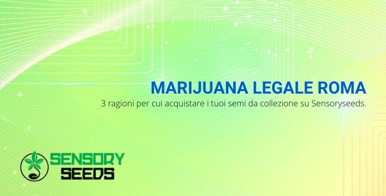 Marijuana legale Roma: 3 ragioni per cui acquistare i tuoi semi da collezione su Sensoryseeds.