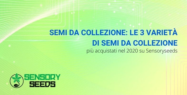 Semi da collezione: le 3 varietà di semi da collezione più acquistati nel 2020 su Sensoryseeds