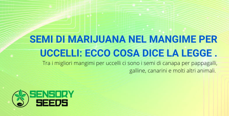 semi di marijuana nel mangime per uccelli