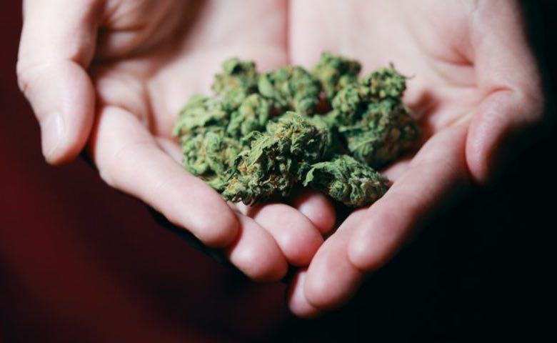 fiori di cannabis amnesia haze
