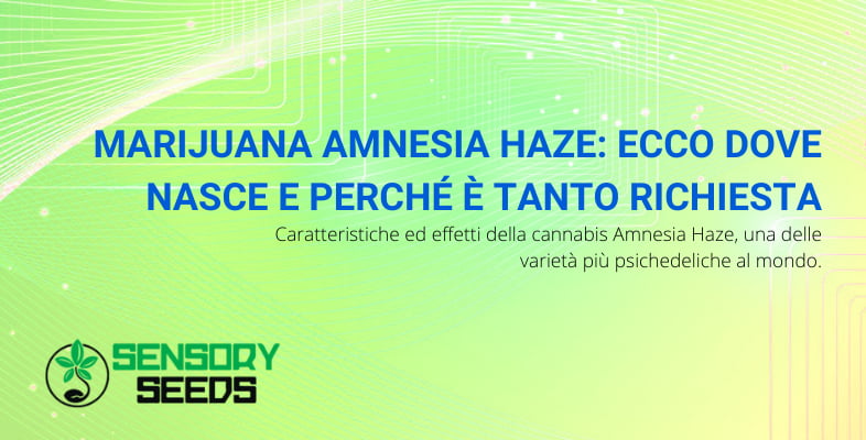 semi di marijuana amnesia haze