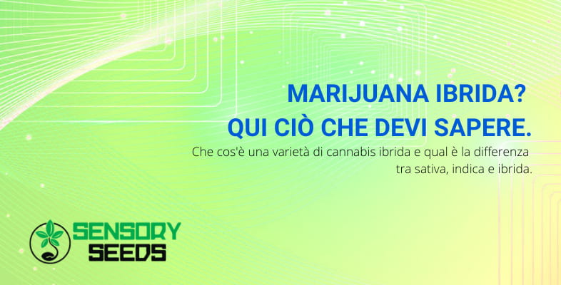 marijuana ibrida