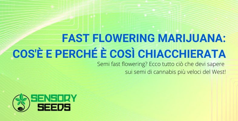 Fast flowering marijuana cos'è