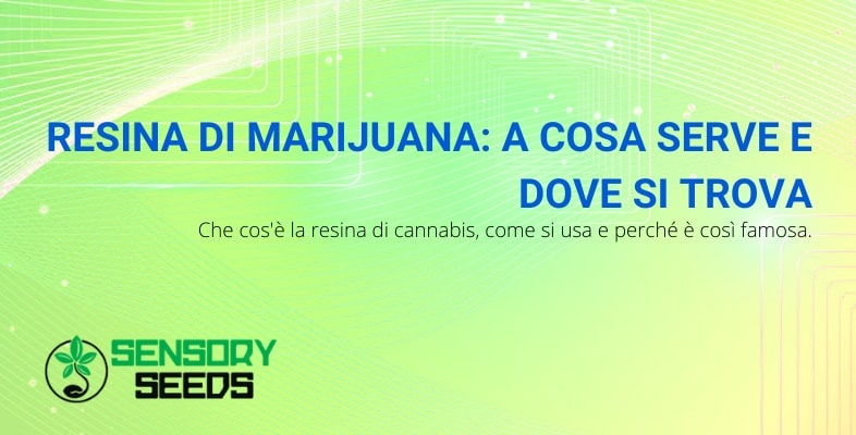 Cosa è la resina di marijuana e a cosa serve?