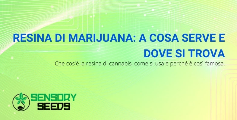 Cosa è la resina di marijuana e a cosa serve?