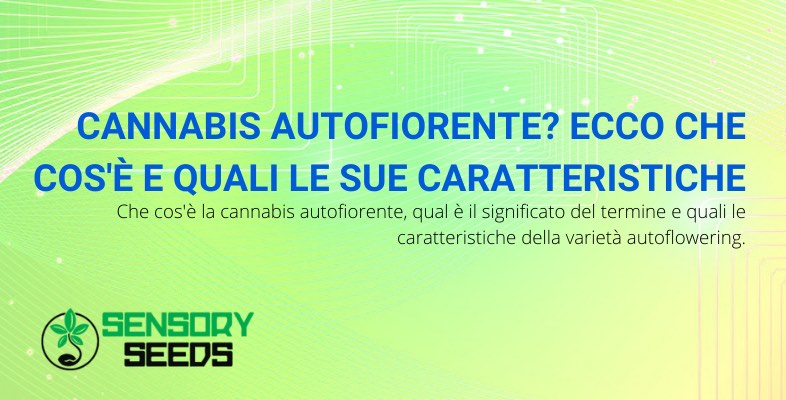 cannabis autofiorente caratteristiche