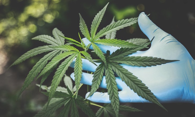coltivare cannabis per uso personale