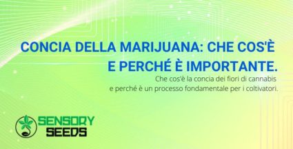 concia marijuana informazioni