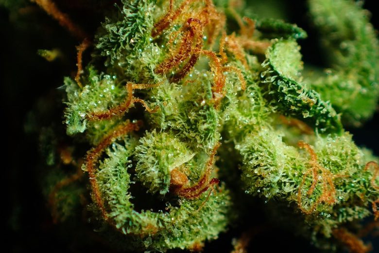 fiore di cannabis su cui è visibile la resina