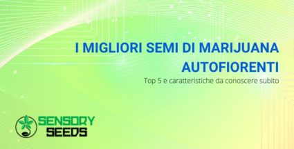 i migliori semi di marijuana autofiorenti