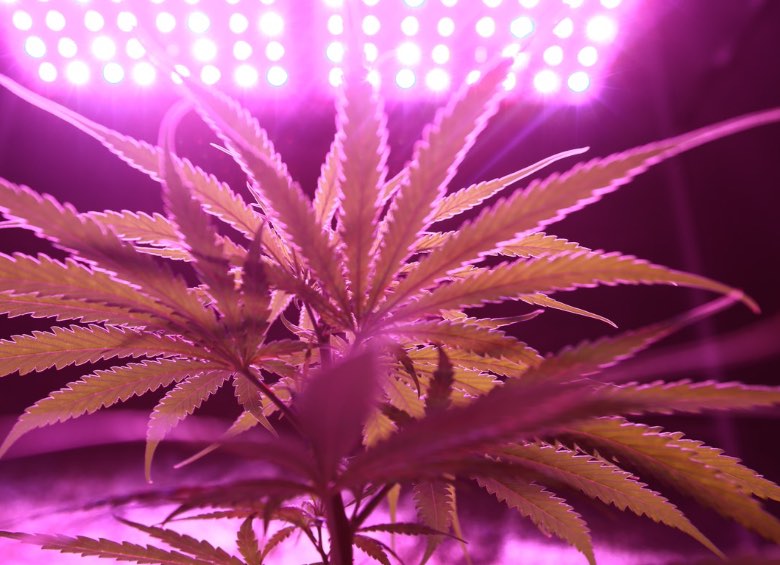 illuminazione pianta di cannabis autofiorente