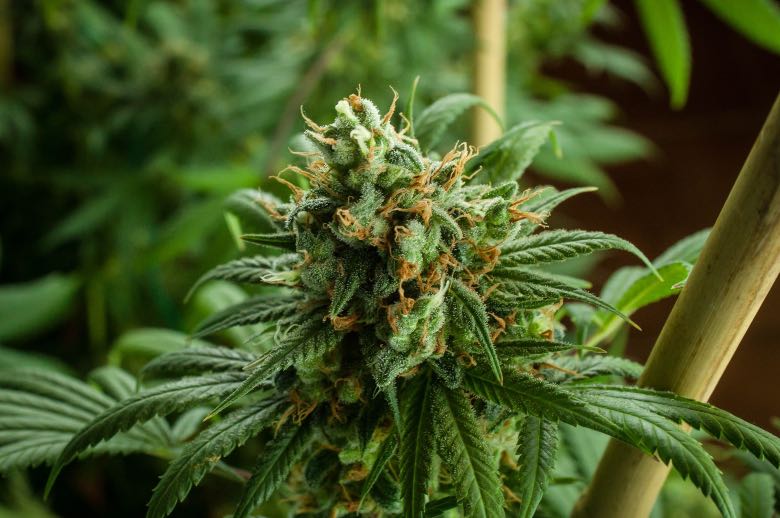 pianta madre di una talea di cannabis