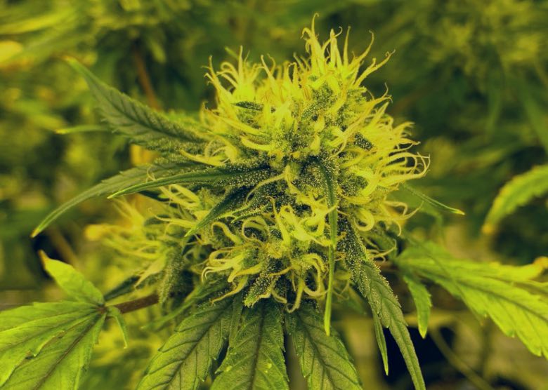 resa di fiori di cannabis autofiorente fast flowering