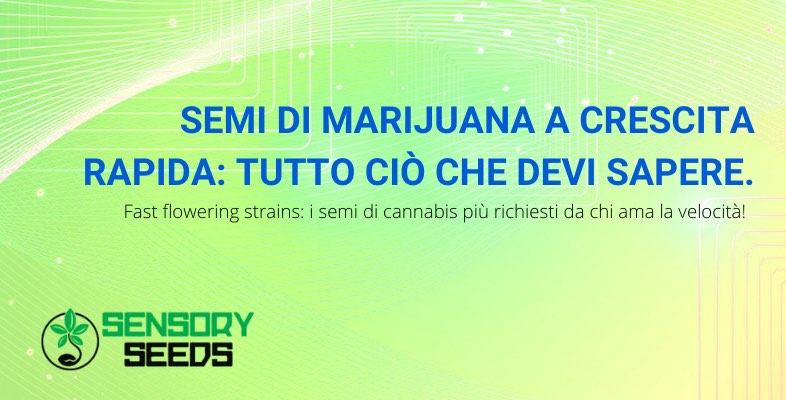 semi di marijuana crescita rapida