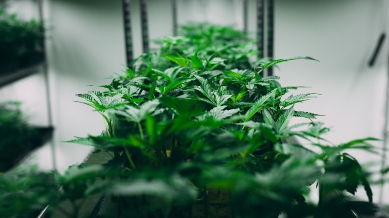 cannabis autofiorente coltivata in un piccolo ambiente