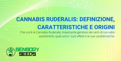 cannabis ruderalis origini e caratteristiche