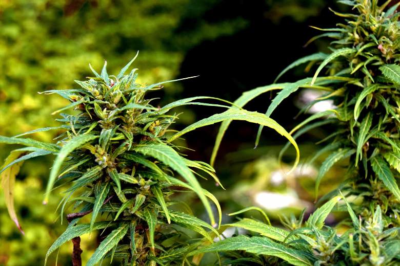coltivazione di cannabis outdoor