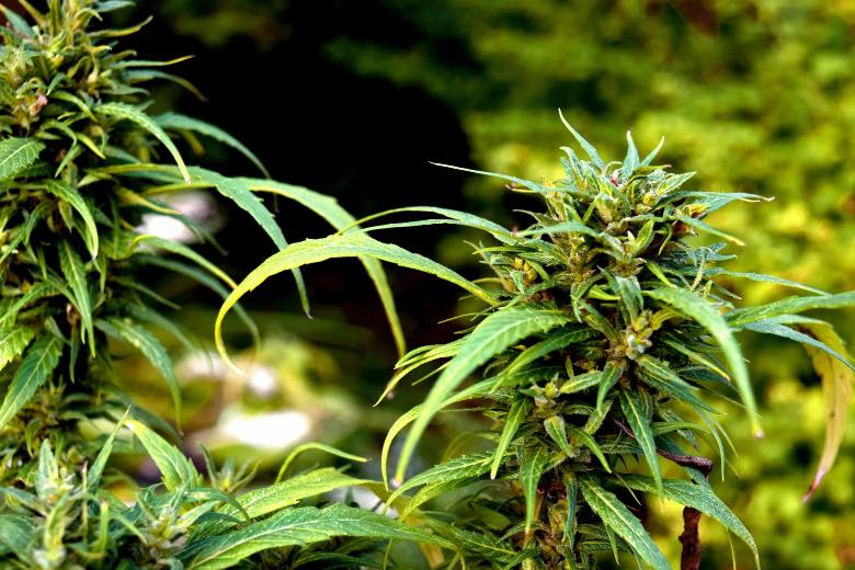 diverse tipologie di cannabis e diversi effetti