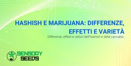hashish e marijuana differenze e caratteristiche