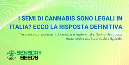 i semi di cannabis sono legali in Italia