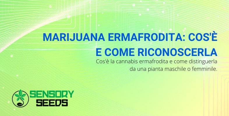 marijuana ermafrodita