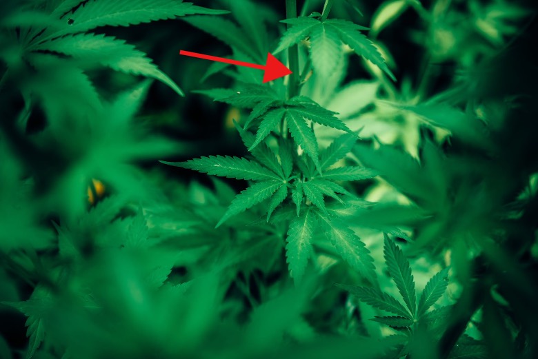 nodo della pianta di cannabis indicato da una freccia