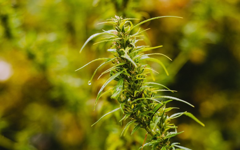 pianta di marijuana ermafrodita